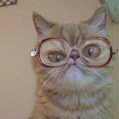 Chat Marie Le Pen Chatmarielepen Twitter Chat Marie Le Pen Chatmarielepen Twitter