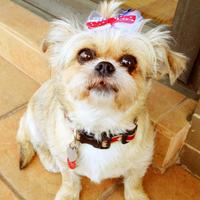 Woof NYC Dog Rescue (@woofnycdogresq) Twitter profile photo