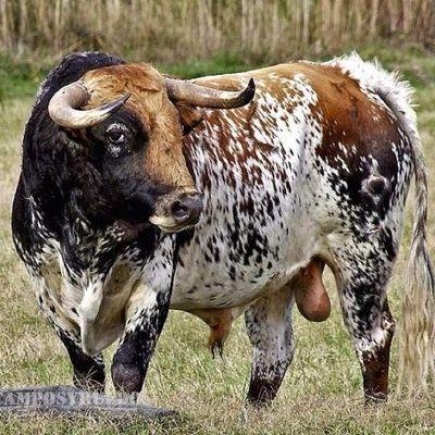 Aficionado que lucha por nuestra fiesta e intenta enseñar todo sobre los encastes y ganaderías y que fomenta y promociona la afición por el mundo de los toros.