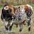 AFC_taurinos's profile image