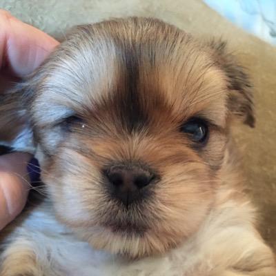 TerriLogar's profile picture. crazy about critters!