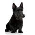 Scottish Retail Blog (@scottishretail) Twitter profile photo
