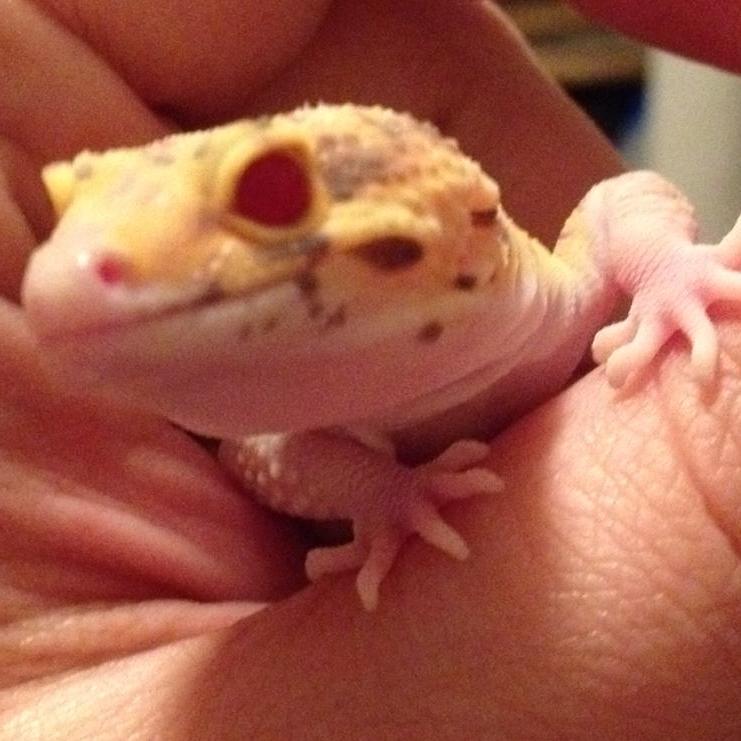 Small breeder of leopard geckos.  I take pride in providing healthy friendly pets for people. I strive for quality not quantity. Every gecko get handled often.