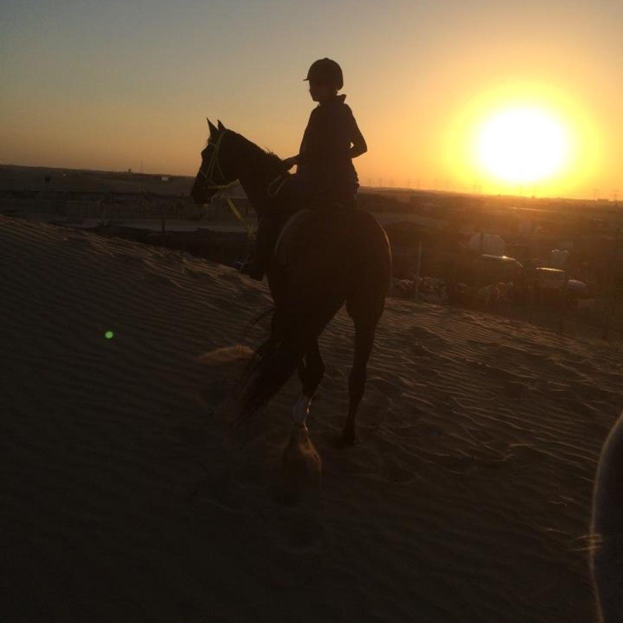 TiugrTi's profile picture. Stable horses and the beauty of the pyramids in Giza&24 Year old&Singl