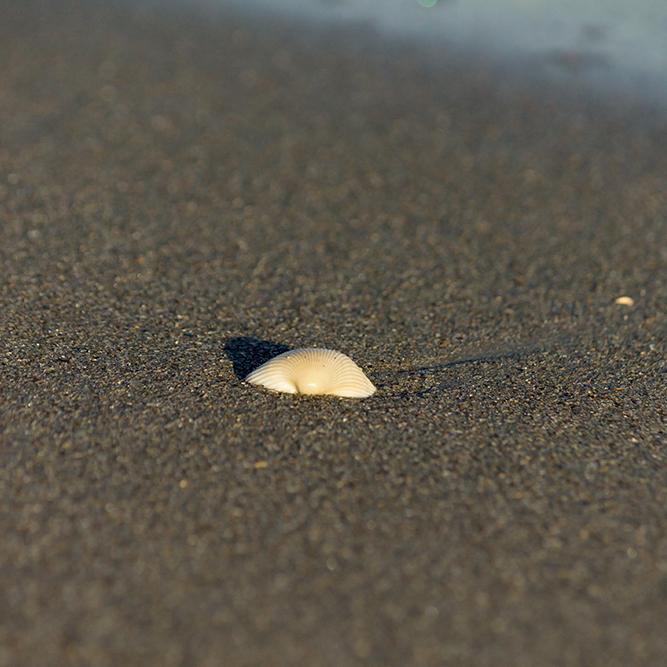 Spacecoast Photographer