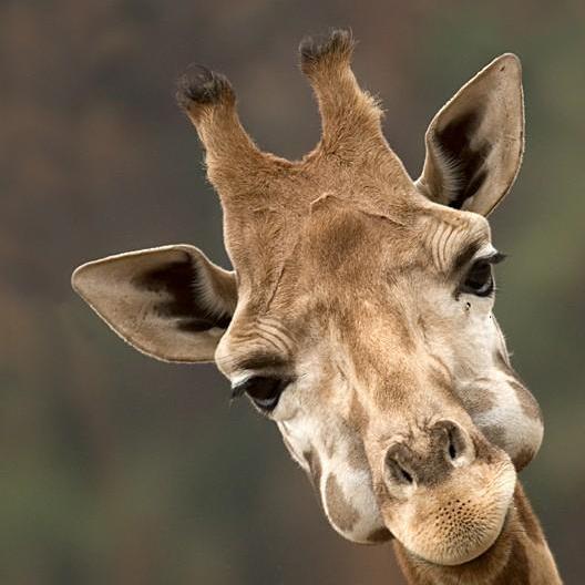 Grff_Brs's profile picture. 