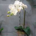 Lidia Paredes - @lipaca76 - Twitter