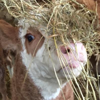 storersmithsimm's profile picture. We have a small herd of which we are very proud. aiming to post lots of photos of our beautiful animals.