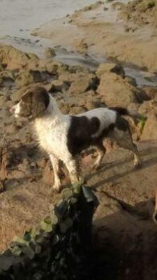 i love wildfowling and being in the middle of nowhere with the dog and taking in the fresh country air