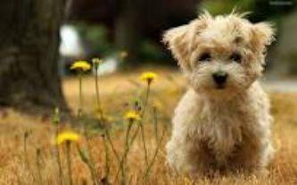 yskeniacgm's profile picture. 