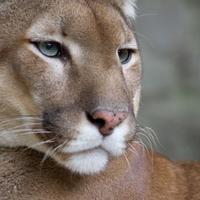 JOSÉ (@unam_condor) 's Twitter Profile