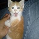 Norma Ramirez - @Norma2920Norma - Twitter