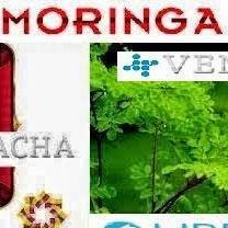 MORINGA SIEMBRA Y CULTIVO 50.000 HECTAREAS SOLUCION MEDICINAL Y NUTRICIONAL HUMANA Y ANIMAL CONVENIO SOCIOS ESTRATEGICOS http://t.co/seGABKVZJe