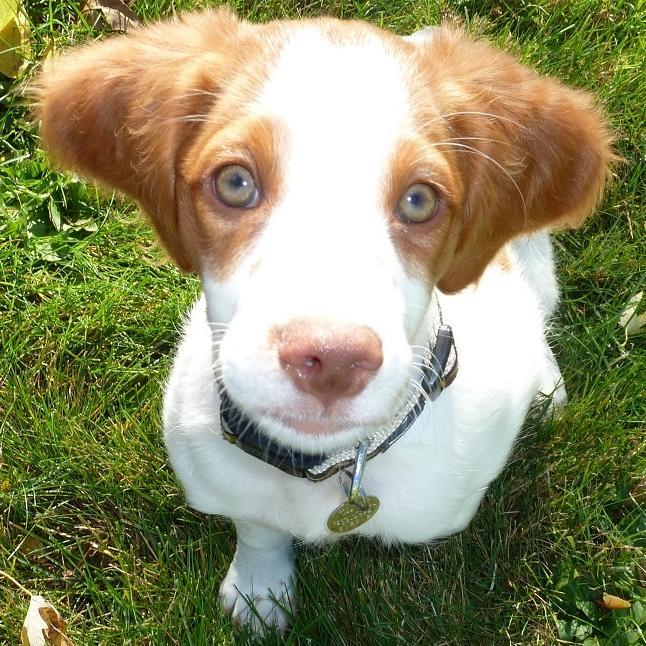 rileylovebug's profile picture. Administrator at a university, student of psyc and sociology, amateur photographer and artist, and lover of travel, my rockstar, and Riley, my Brittany Spaniel.