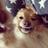 classyaspup's profile image