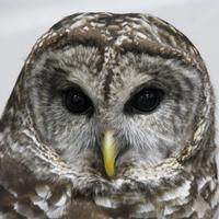 Ms. E. Leach (@msleachlearns) 's Twitter Profile