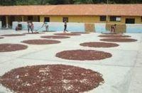 agronomo en la busqueda, rescate y consolidacion del Mejor Cacao del Mundo, nuestro cacao venezolano.