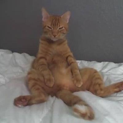 JuanAnguiano1's profile picture. I love cats, and people with Class... Be Nice and Polite... I am.