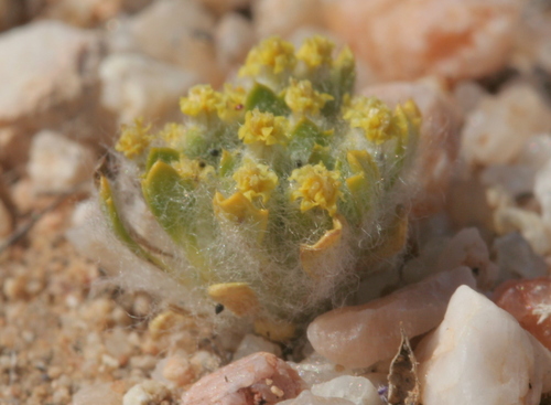 Balk Biological Consulting assists diverse California clients in complying with envirnomental regulations.  We specialize in rare plants and vegetation.