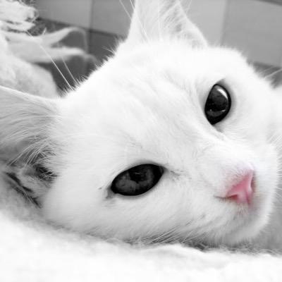 frost pure white she cat, rouge, and a enchanter.
