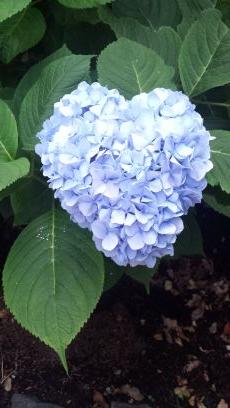 LindseyHale_'s profile picture. 