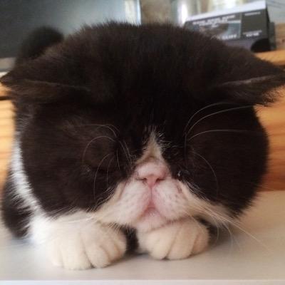 Offogato's profile image