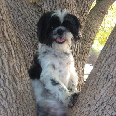 I'm Madison. I'm a purebred Shih Tzu (or so they tell me). I'm also awesome. My mama Tweets way more than I do. Follow her for pics & TV talk @danielletbd
