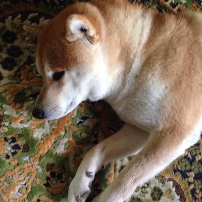 youchanlove0123's profile picture. 柴犬の友(ゆう)♂です。 家族を癒すセラピストでもありますワン‼️