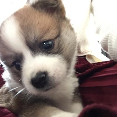 実家の犬に吠えられる Mymailbox5 Twitter 実家の犬に吠えられる Mymailbox5 Twitter
