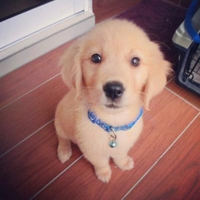 follow for pictures and videos of the cutest animals doing adorable things