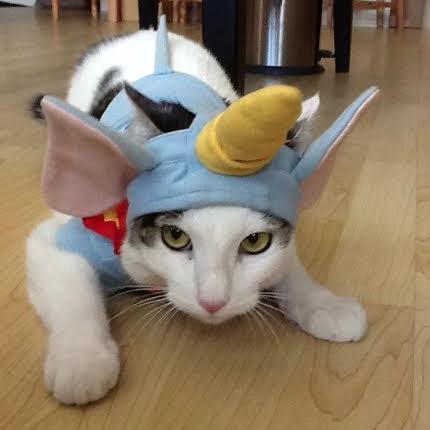 MyCatNinja Profile Picture