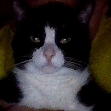 Dope123Issiah's profile picture. 