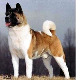 pispi200's profile picture. 