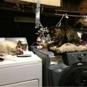 Olivia Catalano - @sisters4eversos - Twitter