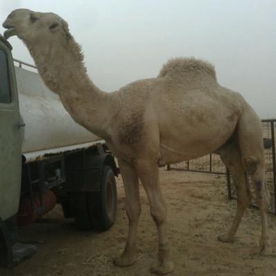 ابشر بعزك يالخوي دامني حي ..............وإن مت تلقى في اخواني مسدي