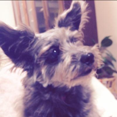 フェレットアカウント→@Lily_and_Lucky