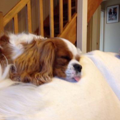 DisneyJe2's profile picture. i'm Disney and I live with my mummy and daddy in Jersey. I love, markies, gravy bones and walks. i have a cousin called Doris but she isn't as pretty!