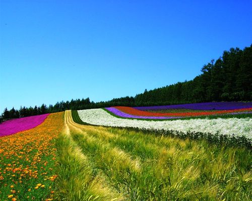 tiger_nori's profile picture. 小樽生まれ北海道大好き