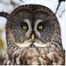 BirdwatchinginQuebec (@bwquebec) Twitter profile photo