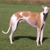 SGalgos's profile picture. siempre con los galgos