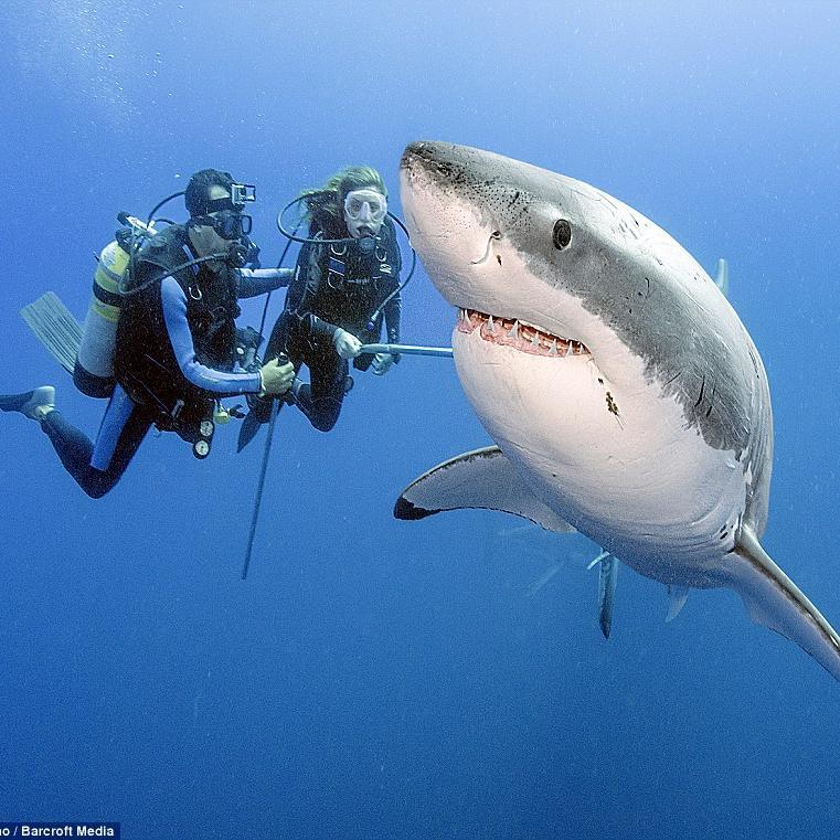 CapeTwn Sharks Profile