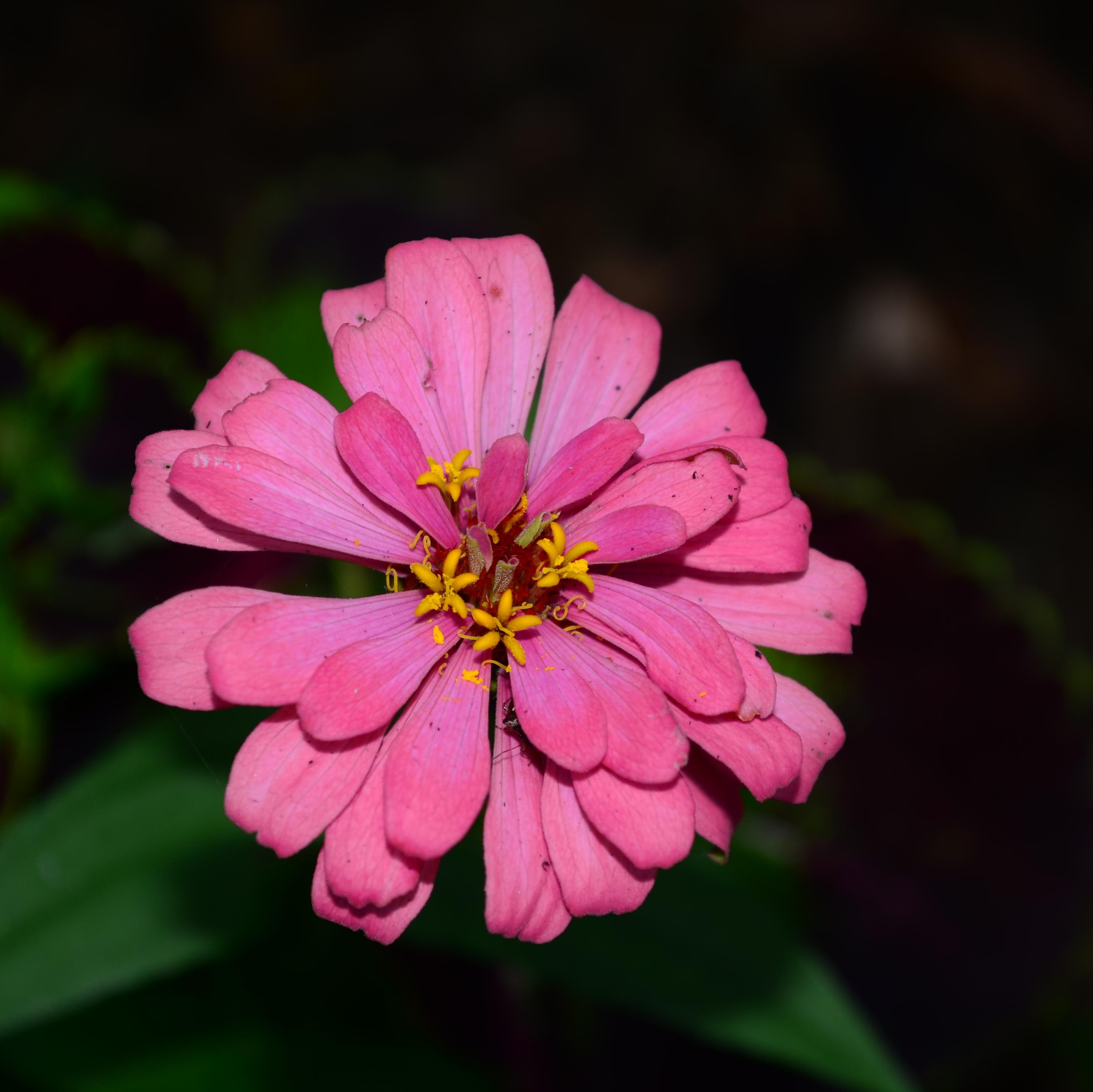 bandaraupasena's profile picture. 