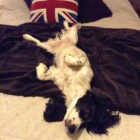 Martin Kearvell (@c1derdog) 's Twitter Profile