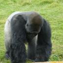 Ron Batchelor - @2b014888ca0948f - Twitter