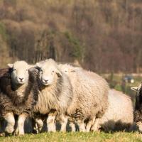 Grinton Small Holder (@britishalpine) 's Twitter Profile