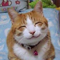 KutieKittyKatz's profile picture. Lovin' All Things Feline