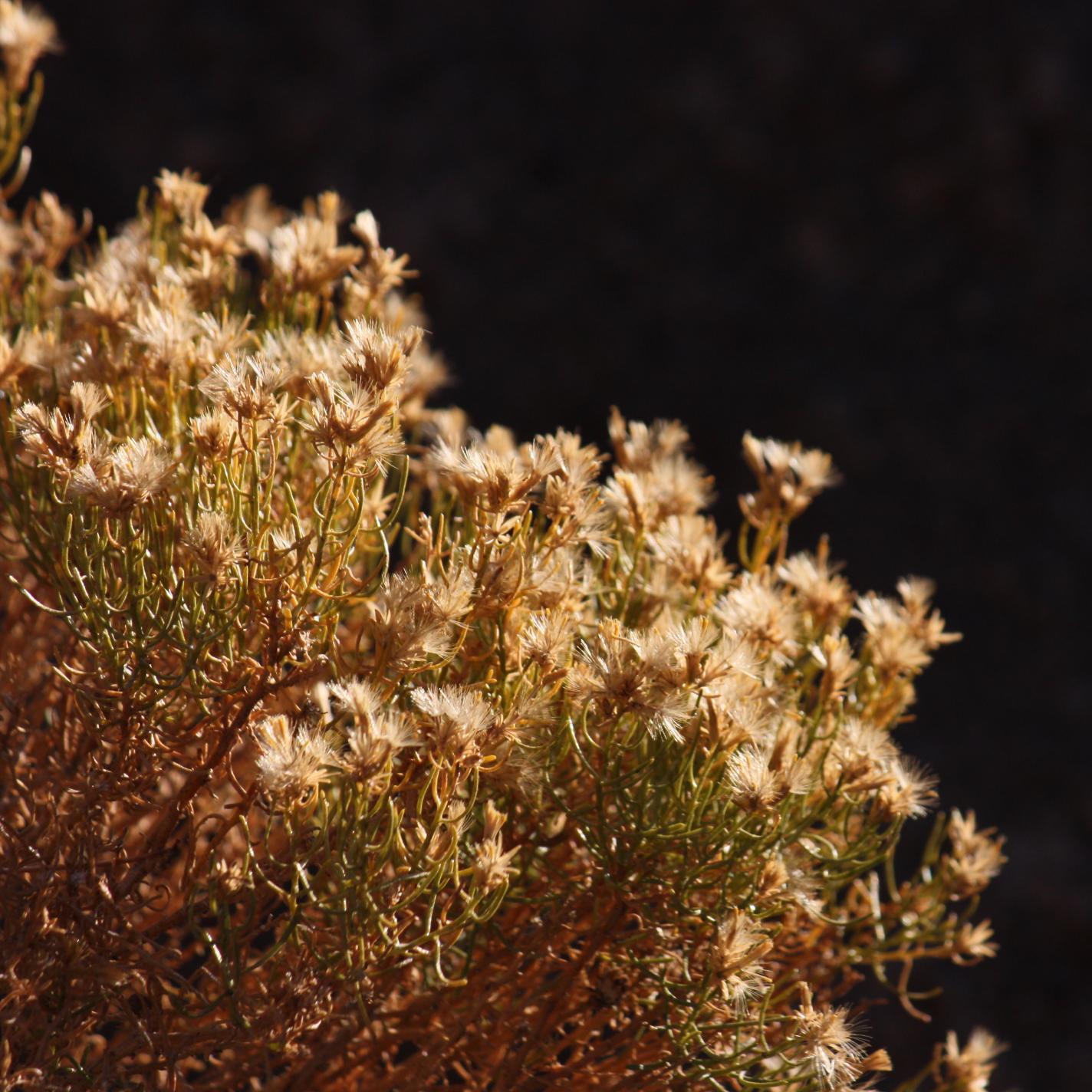 CraftilyKimbrly's profile picture. Spinner, knitter, UFO-aholic (the craft kind), space lover (the science kind), redhead.