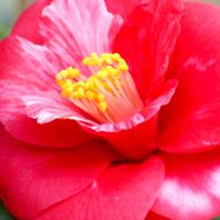 SC Botanical Garden (@scbotgarden) 's Twitter Profile