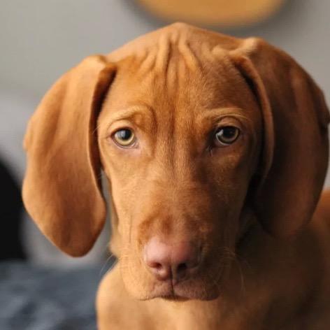 Boonesbark's profile picture. Everything changed when the spunky, loving, goofy red dog Boone joined our pack.