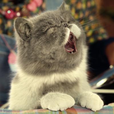 BRONTE #SINGITKITTY OFFICAL THREE MOBLIENETWORK INSTAGRAM SINGITKITTY_BRONTE https://t.co/YHLjrAzqS2